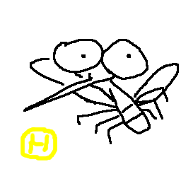 mosquito