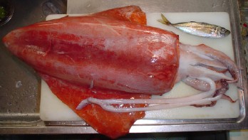 calamari